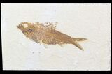 Knightia Fossil Fish - Wyoming #47887-1